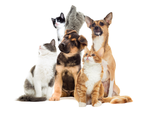 Είδη Pet shop